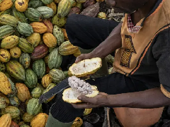 可可价格跌至20个月低点 但投资银行警告极端抛售可能引发问题