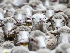 特朗普要求牧场主降低价格 加深不和